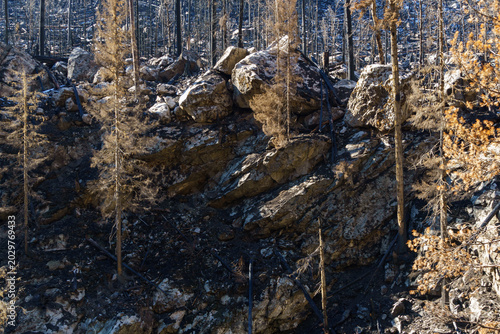 Foto Burnt relict forest in the Teberda Nature Reserve on Dombai in the Gonachkhir Go