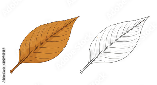 Comparison between a brown autumn leaf and its black and white line art counterpart is shown side by side for coloring.