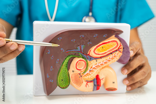 Tableau sur toile Liver with gallbladder, pancreas spleen and duodenum, Asian doctor holding human anatomy model for study diagnosis and treatment in hospital