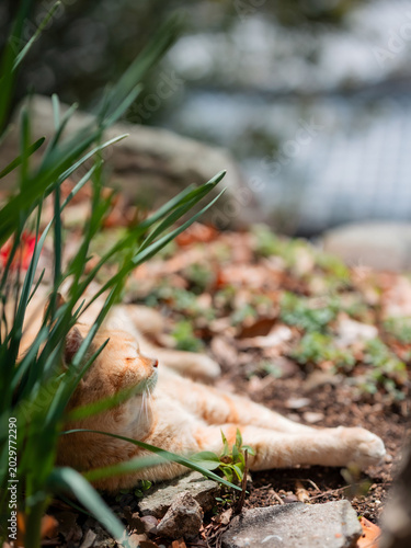 Cat lying in the sun among plants