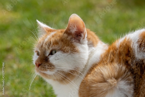Close-Up Profile of Ginger and White Cat in Garden
