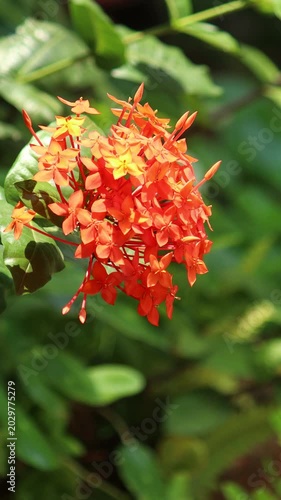 Red Ixora flower
