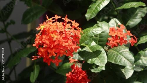 Red Ixora flower
