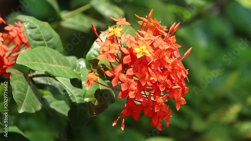 Red Ixora flower
