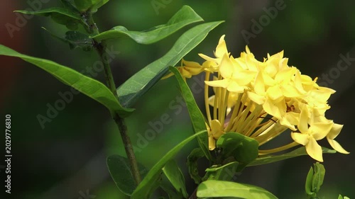 Yellow Ixora flower
