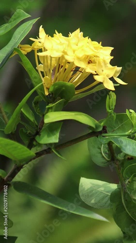 Yellow Ixora flower
