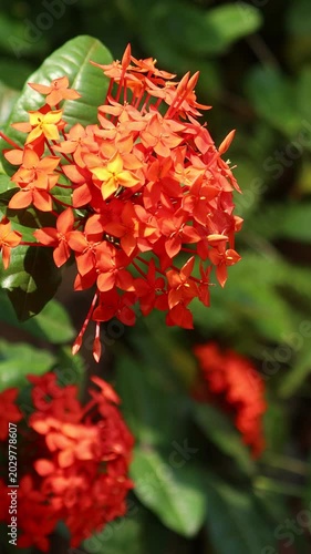 Red Ixora flower
