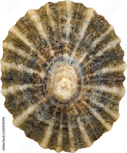 Single limpet seashell isolated on transparent background