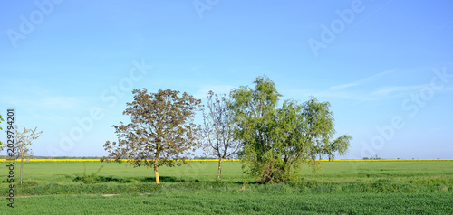 Obraz na plátně Sunlit green field stretches wide under a clear blue sky