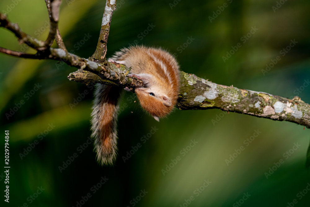 Obraz premium A tiny, juvenile palm squirrel with light brown fur and distinct white dorsal stripes crawls cautiously along a mossy tree branch against a dark, blurred green background.