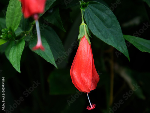 Foto Sleeping Hibiscus is known as Sleeping Shoe Flower or Sleeping mallow (Malvavisc