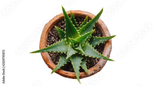 Foto Green aloe vera plant in terracotta pot, isolated on transparent background