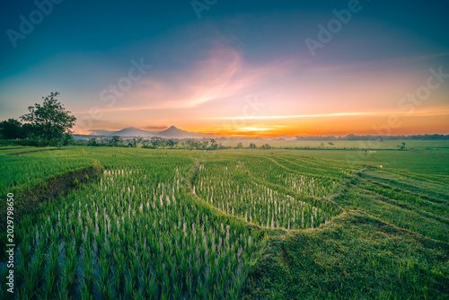 vineyard in the morning