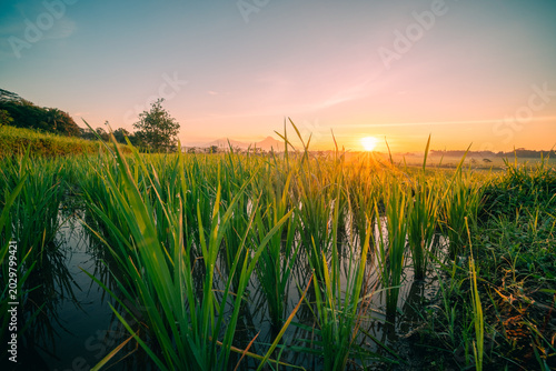 sunrise over the river