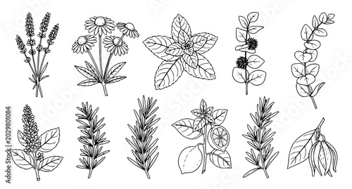 Fotografie Collection of hand drawn culinary herb and botanical plant illustrations for org