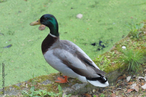 Billede på lærred A duck on the ground