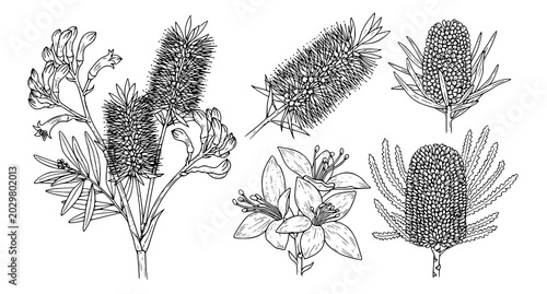 Photos Detailed hand drawn botanical illustrations of Australian native flowers includi
