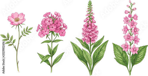 Vintage Style Pink Garden Flower Set Featuring Foxglove Phlox Wild Rose and Delphinium for Botanical Illustrations Wedding Stationery and Floral Greeting Card Designs
