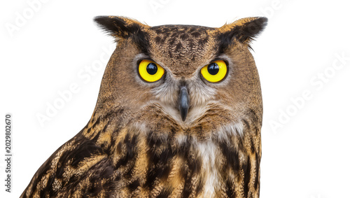 Tableau sur toile Eurasian eagle-owl with bright yellow eyes detailed feathers, isolated on transp