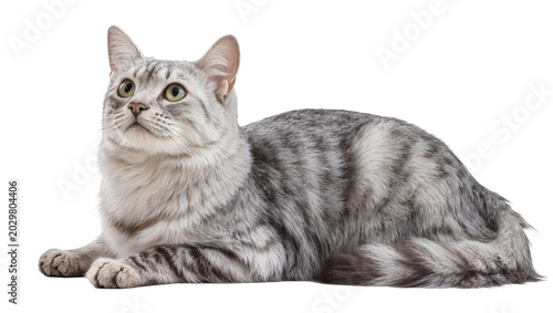 Quadro em tela Silver tabby cat with green eyes lying down, isolated on transparent background