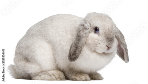 Valokuva Fluffy grey lop-eared rabbit sitting calmly, isolated on transparent background