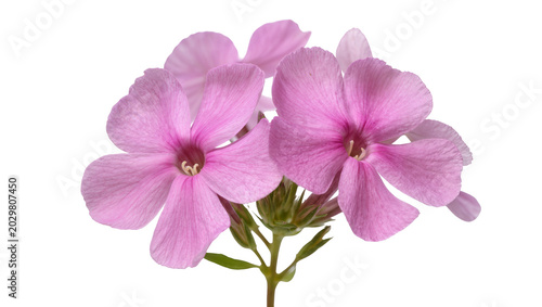 Tableau sur toile Cluster of delicate pink phlox flowers with green stems, isolated on transparent