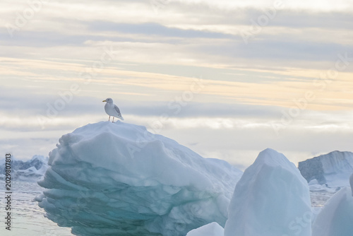 Bild auf Leinwand Ilulissat, Disko Bay, Western Greenland - Arctic Tern Resting on Iceberg in Iceb