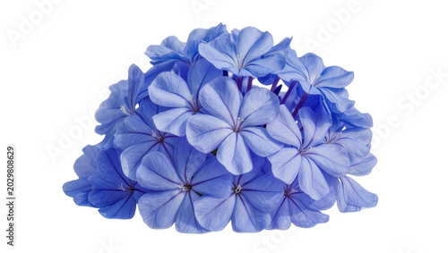 Fényképezés Cluster of vivid blue plumbago flowers detailed petals, isolated on transparent