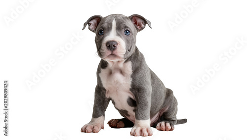 Tableau sur toile Blue-eyed pitbull puppy with grey and white markings sitting, isolated on transp