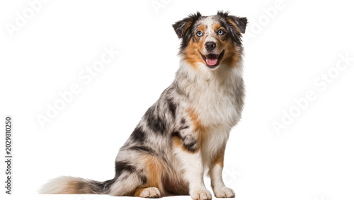 Foto Happy Australian Shepherd dog sitting, isolated on transparent background
