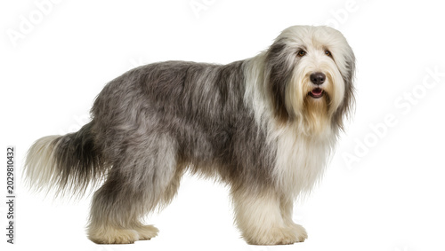 Tableau sur toile Bearded Collie dog with long grey and white fur standing, isolated on transparen