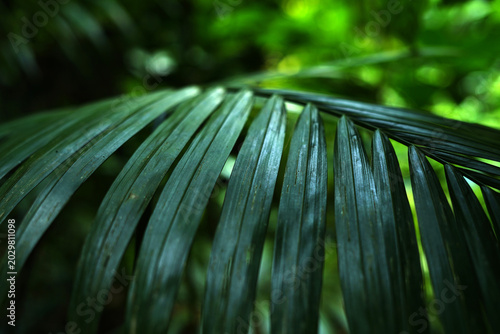 Tropical leaf in forest in the evening. image