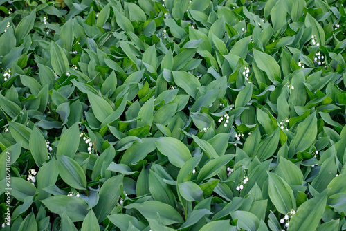 Cuadro en lienzo Dense carpet of wild lily of the valley flowers with broad green leaves in sprin
