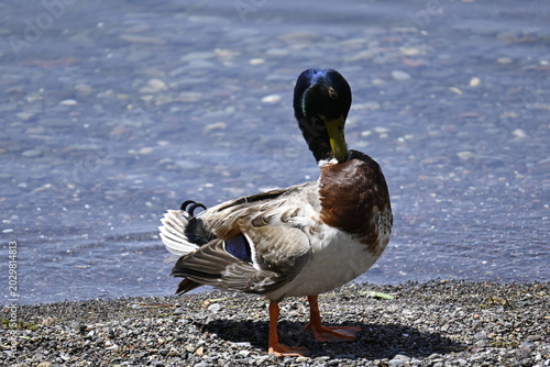 Male mallard duck on pebbled shore