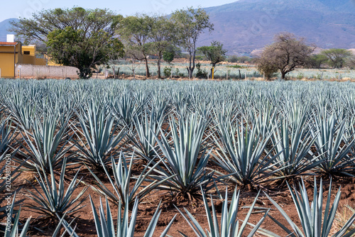 Vast blue agave field landscape in Tequila, Jalisco, Mexico. Rows of blue agave plants under bright sun, ready for tequila production, a traditional Mexican drink.