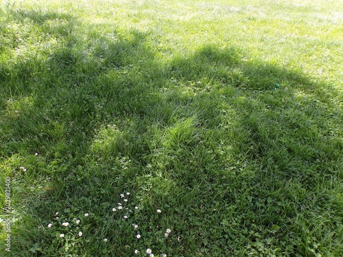 Sunlit Green Lawn with Daisies and Natural Shadows.
