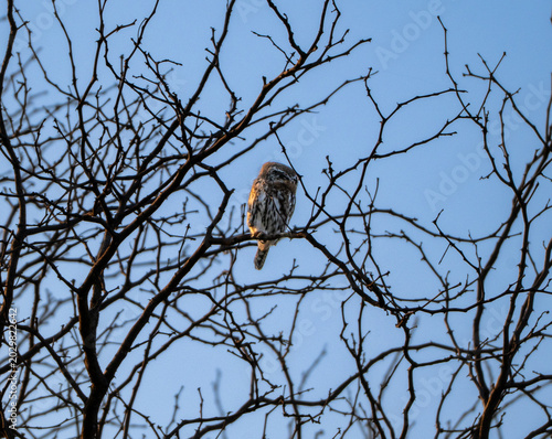 Photos Pearl-spotted owlet