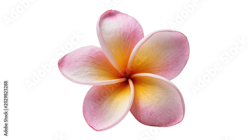 Schilderij op canvas Delicate pink and yellow plumeria flower, isolated on transparent background