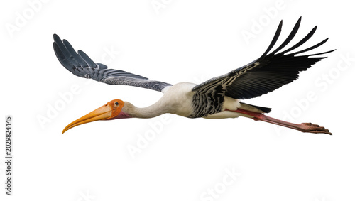 Fotografie Painted stork with orange beak flying, isolated on transparent background
