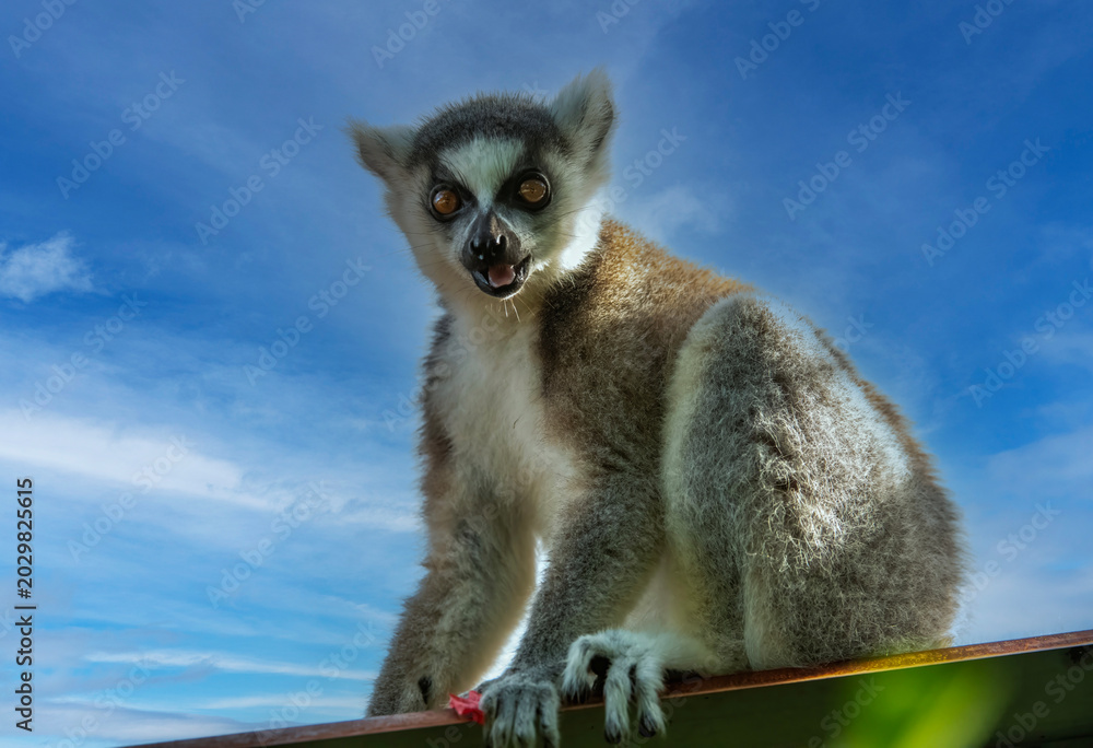 Fototapeta premium Ring tailed Lemur