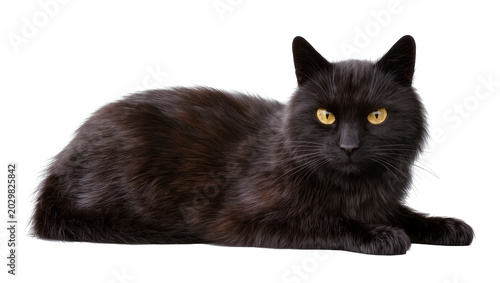 Photography Fluffy black cat with bright yellow eyes lying down, isolated on transparent bac