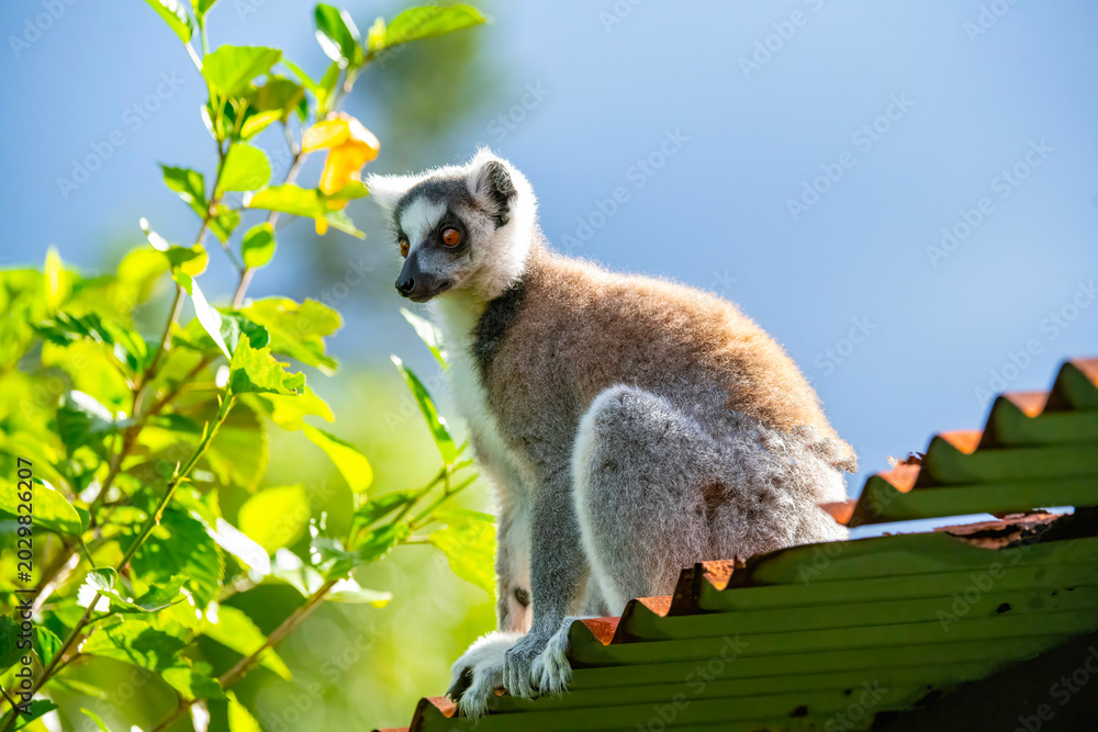 Fototapeta premium Ring tailed Lemur