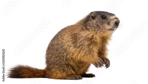 Fotografie Brown furry groundhog standing alert, isolated on transparent background