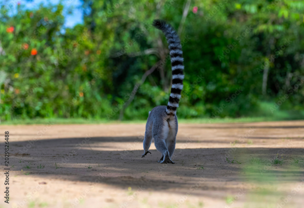 Fototapeta premium Ring tailed Lemur