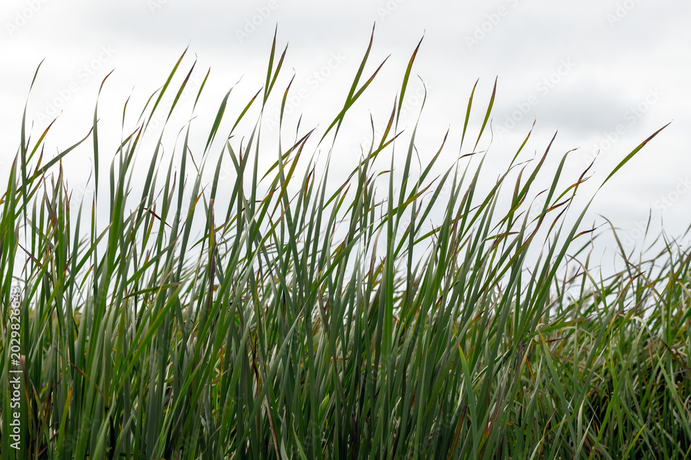 Obraz premium Lush green reeds sway in a marsh wetland, creating rhythmic lines and natural texture. Closeup view of tall cattail leaves and grasses evoking calm summer outdoors. Background photo