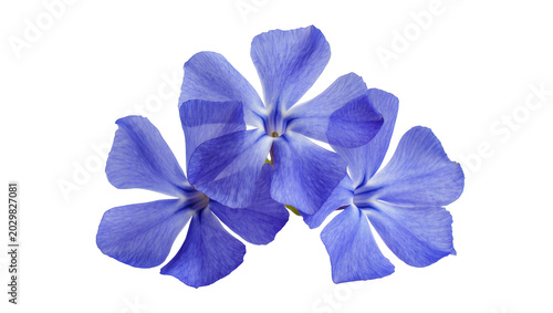 Billede på lærred Three delicate blue plumbago flowers detailed petals, isolated on transparent ba