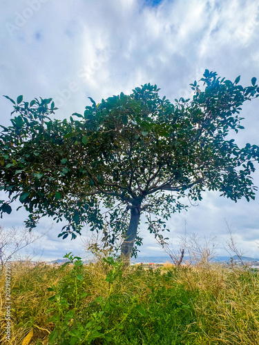 tree and sky
