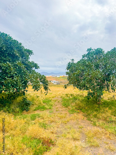 road in the forest