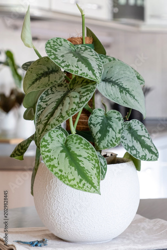 Scindapsus pictus houseplant in modern white pot on kitchen table. Vertical. Close up
