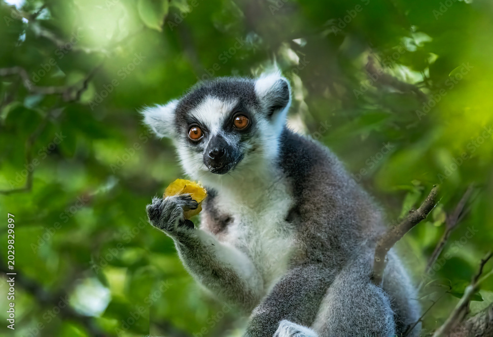 Fototapeta premium Ring tailed Lemur